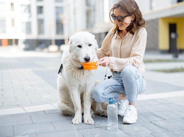 Hund mit Wassernapf in der Stadt