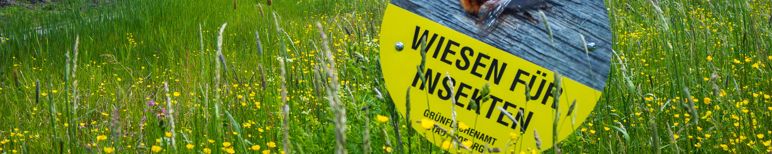Eine Blühwiese im Rosengarten, im Hintergrund der Sintflutbrunnen