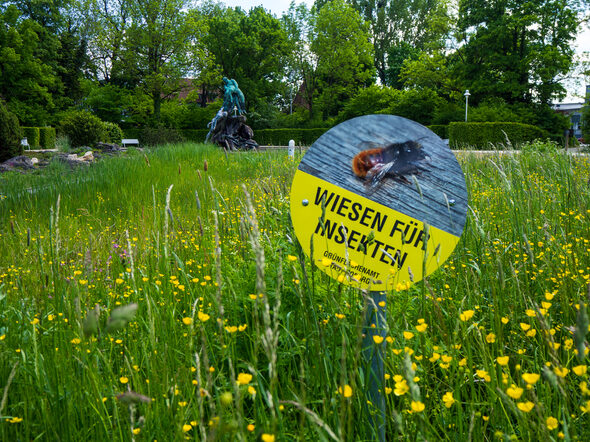 Eine Blühwiese im Rosengarten, im Hintergrund der Sintflutbrunnen