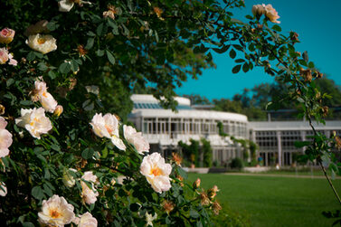 Blick auf das Kongresshaus Rosengarten, im Vordergrund ein Rosenbusch