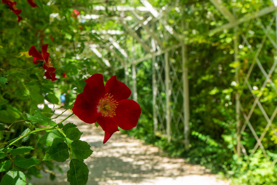 Blick in den Laubengang des Rosengarten, im Vordergrund eine rote Blüte