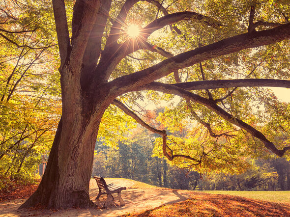 Eine Bank im Hofgarten, die Blätter färben sich braun.
