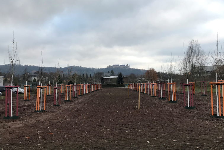 Park der Arten: Eine Allee mit 70 Bäumen