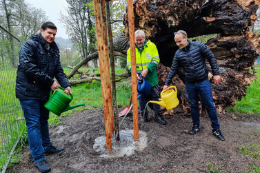 OB Dominik Sauerteig, Bernhard Ledermann und Green-Deal-Koordinator Sven Killenberg gießen die frisch gepflanzte Linde