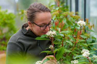 Gärtnermeisterin Sophie Bückreiß prüft Pflanzen im Gewächshaus