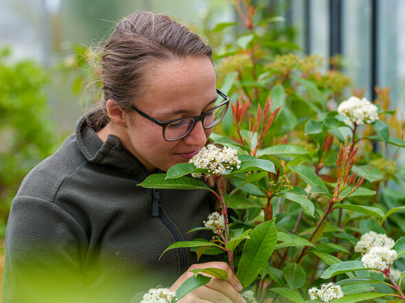Gärtnermeisterin Sophie Bückreiß prüft Pflanzen im Gewächshaus