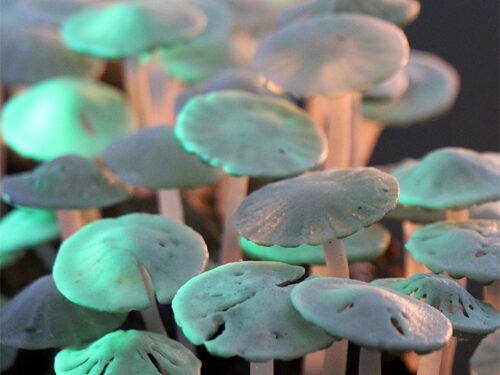 Leuchtende Pilze aus Glas: Silent Cry von Iris Haschek