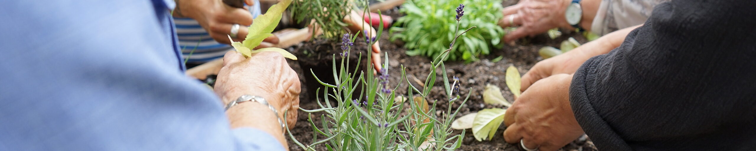 eine Gruppe bepflanzt das Hochbeet am Mehrgenerationenhaus in Coburg