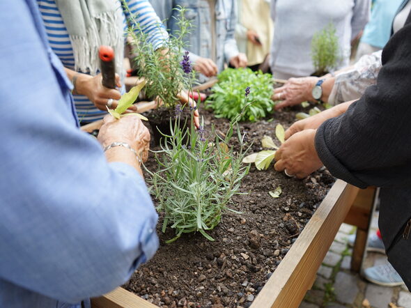 eine Gruppe bepflanzt das Hochbeet am Mehrgenerationenhaus in Coburg