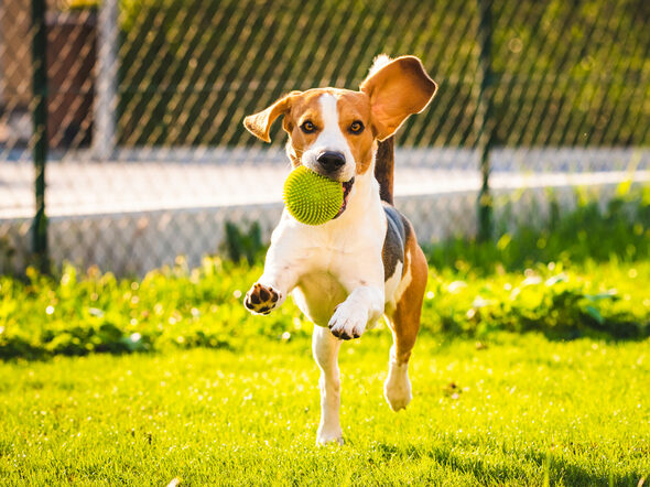 Beagle,Dog,Fun,In,Garden,Outdoors,Run,And,Jump,With
