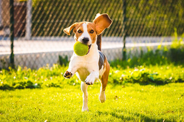 Beagle,Dog,Fun,In,Garden,Outdoors,Run,And,Jump,With