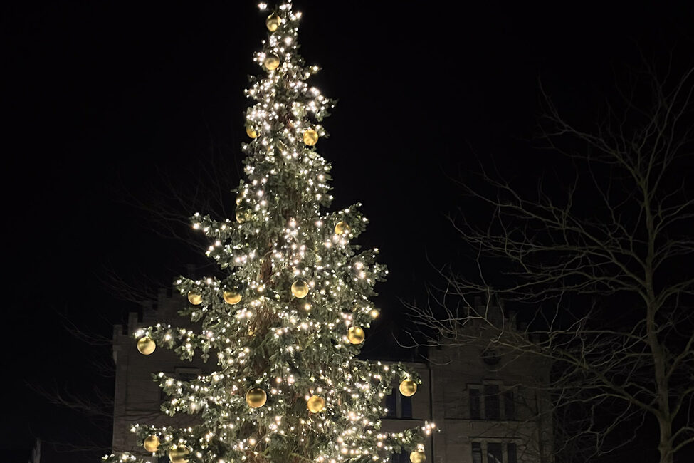 Der Weihnachtsbaum am Albertsplatz