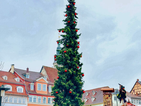 Der Weihnachtsbaum auf dem Coburger Marktplatz geschmückt mit roten Kugeln.
