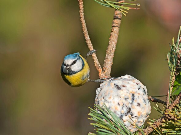 A,Wonderful,And,Colorful,Blue,Tit,Perching,On,A,Pine