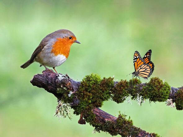 Beautiful,Background,Image,Of,A,Wild,Robin,(erithacus,Rubecula),With