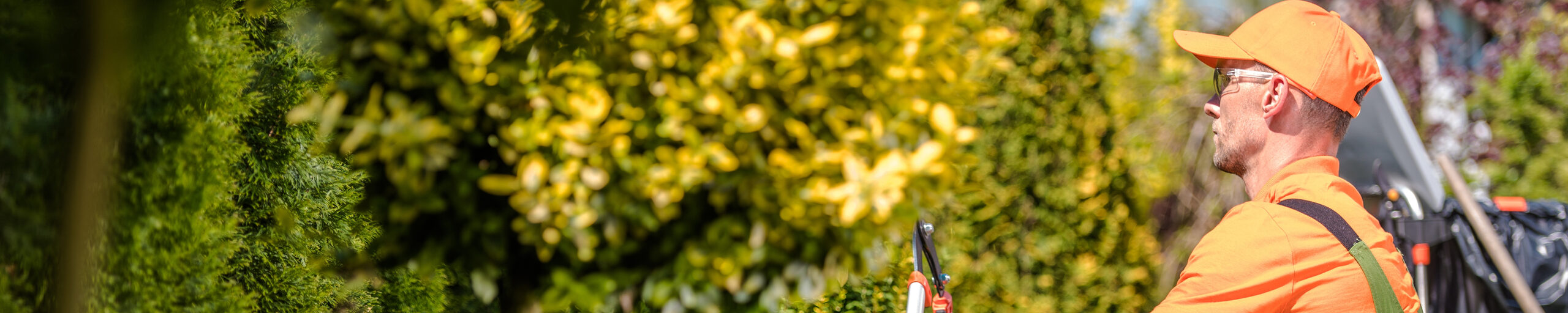 Ein Gärtner schneidet kleine Bäume aus