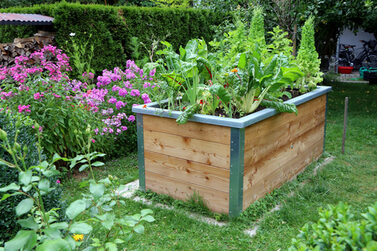 Raised-bed,Gardening,,Garden,With,A,Wooden,Raised-bed,Planted,With,Vegetables