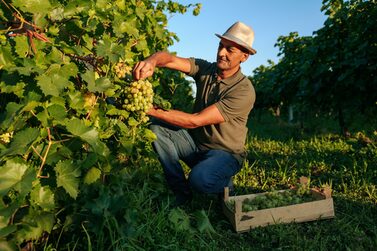 Front,View,Vineyard,Male,Farm,Worker,Picks,Bunches,Grape,From