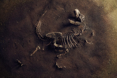 Skelett eines Dinosauriers (Tyrannosaurus Rex)