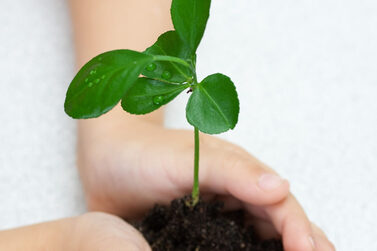 Ein Pflanzen Steckling in den Händen eines Kindes